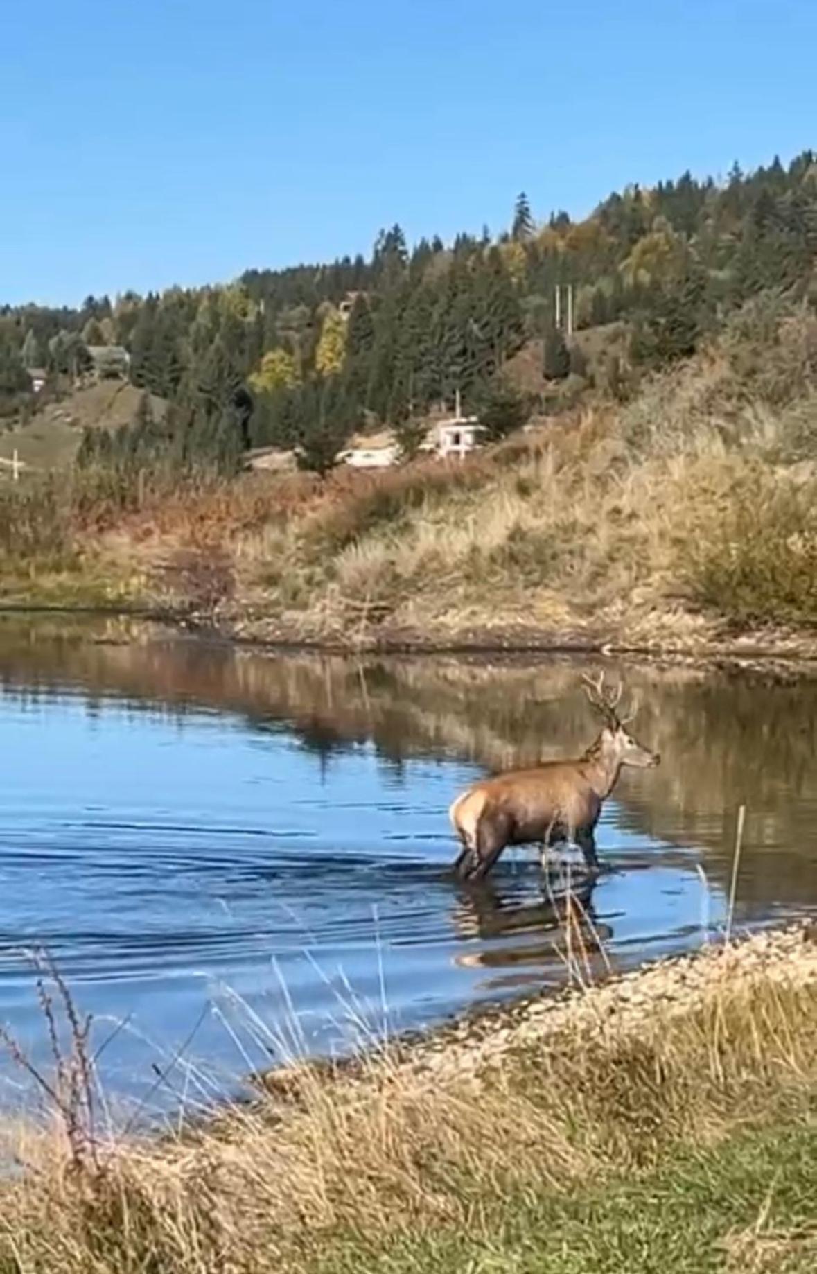 Chalet Du Lac Colibiţa Εξωτερικό φωτογραφία